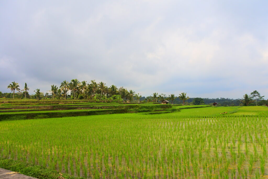 Sawah - mengapa Bali disebut Dewata